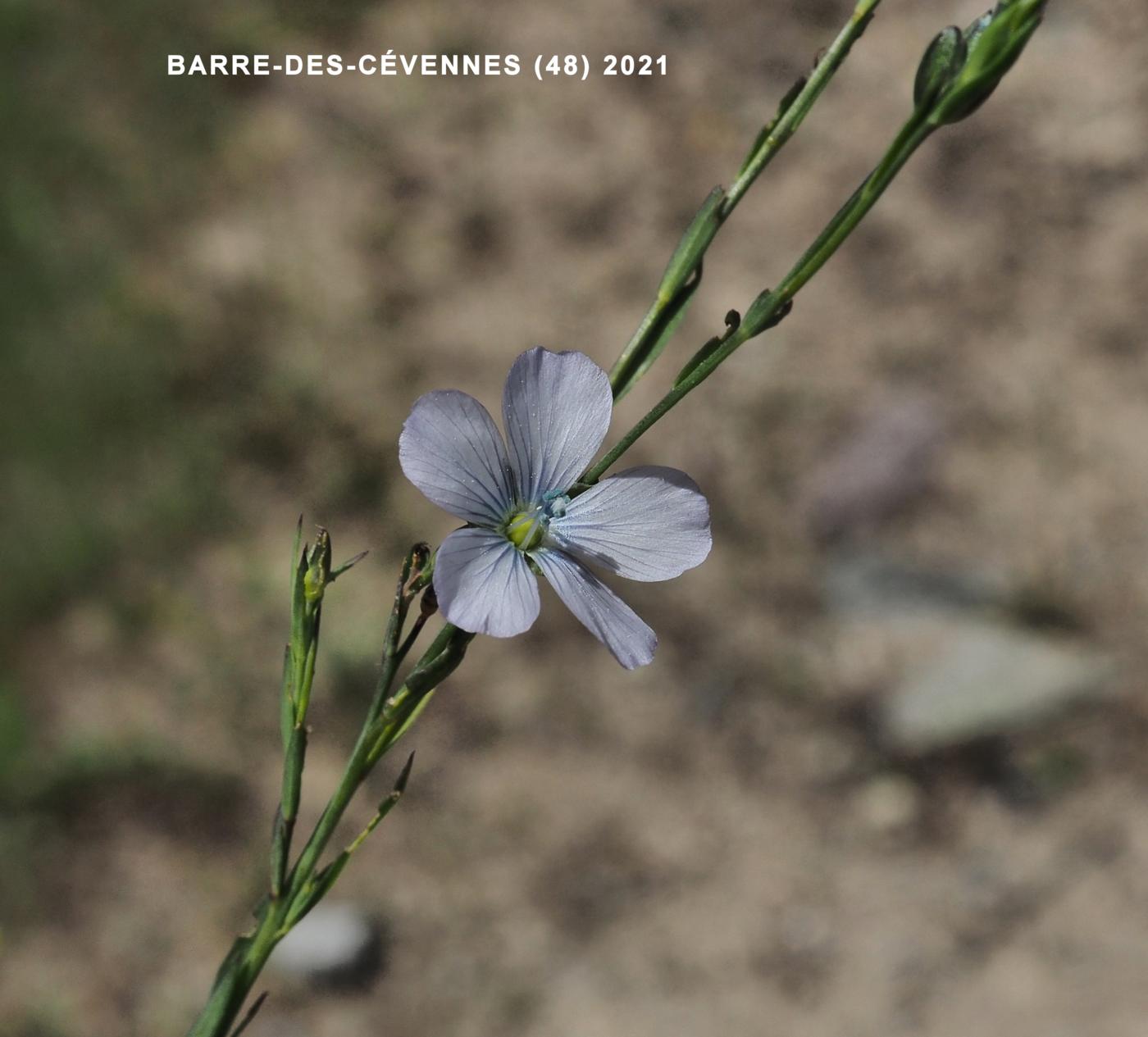 Flax, Pale plant